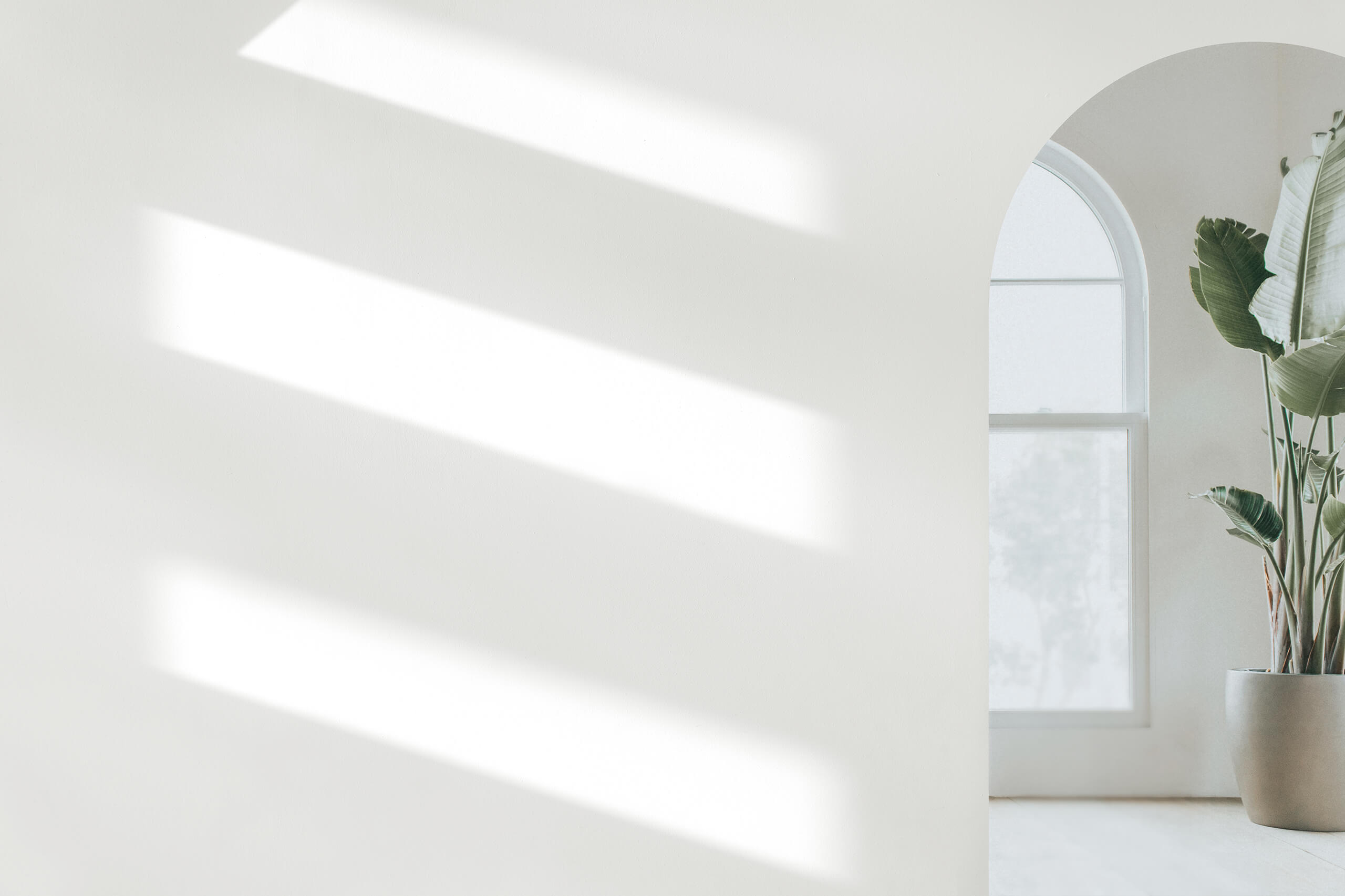 Adroit Conveyancing Office Wall and Plant Background